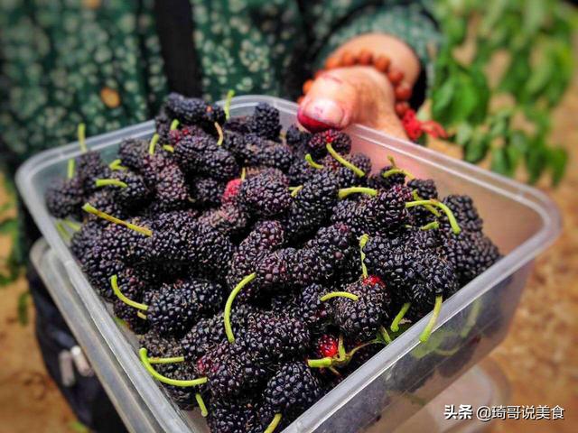 桑椹酒泡制方法和配方_桑椹酒怎么泡制方法_桑椹酒泡制方法有毒